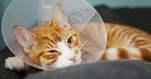 Check spelling or type a new query. What To Expect After Neutering Or Spaying Your Cat