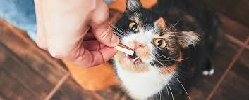 But due to the higher levels of salt and fats, they don't really offer any health or nutritional benefits to. What Can Or Can T Cats Eat Trustedhousesitters Com