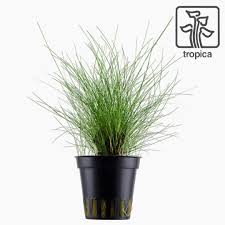 Image result for Eleocharis brainii