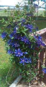 Check spelling or type a new query. Clematis Becky S Flower Farm Nw Arkansas