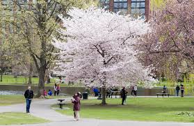 Table of contents kwanzan cherry tree problems bleeding from borers 00:44 aphids and mites 01:32 caterpillar tents 02:21. Meet The Trees Cherry Tree March 14 2018 Friends Of The Public Garden