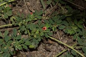 Image result for Indigofera demissa