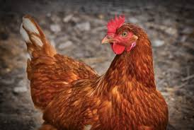 This list is almost never ending. 73 Catchy Name Ideas For A Hobby Chicken Farm