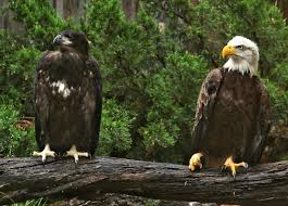 Find the newest picture of an eagle meme. Differences Between Bald Golden Eagles Potawatomi Org