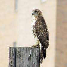 Anthracinus) has some white markings and ranges from northern south america into the southwestern united states. Red Tailed Hawk Birminghamwatch