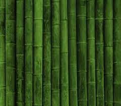 Caderno Stephanie Rangel Green Colors Green Wallpaper Simple Green