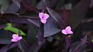 Image result for Tradescantia pallida