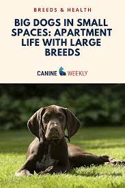 The 10 Best Big Dogs For Apartments Canine Weekly Best Big Dogs Best Apartment Dogs Big Dogs