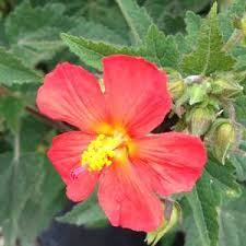 Image result for Pavonia