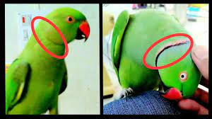 Indian ringnecks make excellent pets. Ring Time How To Identify Male Or Female In What Age Ring Appears On Indian Ringneck Parrot Youtube