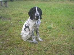 Image result for auvergneský ohař