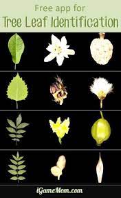 Leafsnap Is A Free Tree Leaf Identification App Users Can Snap A Leaf Photo To Have It Tree Leaf Identification Leaf Identification Spring Science Activities