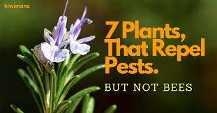 Check out this guide for moreover, they release a compound called limonene that is known to deter or slow down whiteflies usually however, the insects that fall prey to pitcher plants are bees, beetles, wasps, ants, slugs. 7 Plants That Repel Unwanted Insects But Not Bees