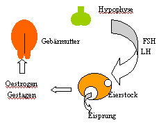 Der genaue zeitpunkt des eisprungs. Hormoneller Zyklus Menstruation Was Passiert Da Eigentlich Frauenarzt Praxis Peter Ludwig
