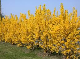 401 Authorization Required Shrubs Forsythia Trees To Plant