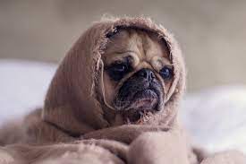 Puppy With A Runny Nose Causes Treatments And More