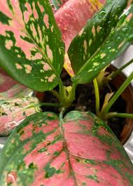 Maybe you would like to learn more about one of these? Aglaonema Plant Care Readbeach Com