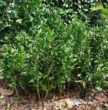 Image result for Microsorum scolopendria