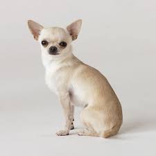 Browse our pets and animals category to find purebred puppies as well as mixed and mature dogs. 16 Teacup Dog Breeds Pomeranian Terrier And More