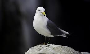 Image result for Tridactyle virginea