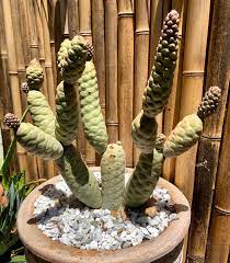 If you notice little red bugs that look like tiny red spiders, those are. Pine Cone Cactus Succulents