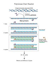 در این ویدیو روش کار pcr اموزش داده میشود. Primer