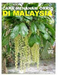 Hobi ini bermula sejak 26 tahun yang lepas. Cara Menanam Orkid Di Malaysia Wannura