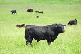 The first great herds of angus beef cattle in america were built up by purchasing stock directly from scotland. Groups For Mounting On Aberdeen Angus Cattle Farms Karpaten Meat