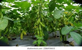 Image result for Glycine max