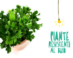 Vediamo insieme quali sono e alcuni consigli utili per farle crescere forti e rigogliose. Possono Le Piante Da Appartamento Vivere Con Poca Luce Si E Vi Diciamo Quali Flobflower