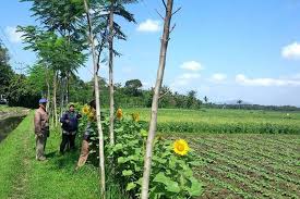 Bri pada kesempatan kali ini membuka lowongan kerja untuk posisi relationship manager kredit (rm kredit). Petani Dan Penyuluh Kostratani Jember Diajari Cara Mengendalikan Hama