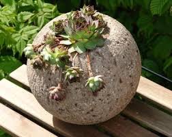 Kugel Aus Torfbeton Mit Hauswurz Bilder Und Fotos Betonkugel Selber Machen Zementpflanzbehalter Pflanzen