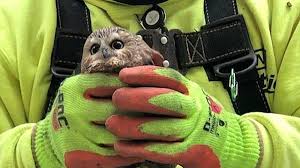 Holes in tree home hollow for wild animals trunk vector. A Tiny Owl Hitched A Ride On The Rockefeller Christmas Tree Cnn