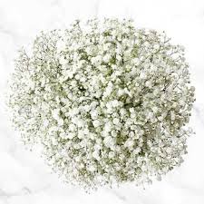 Flowers wholesale canada is a leading supplier of bulk flowers, wholesale flowers and bulk roses. 100 Stem Baby S Breath Costco