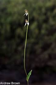 Image result for Rhipidoglossum ovale