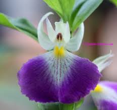 Image result for Brachycorythis