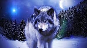 Good day, on this site you can quickly and conveniently download free wallpapers for. Picture Of Wolves Wallpapers Wolf Wallpapers Pro