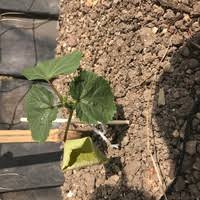 オクラの最初の花は取った方がいいのでしょうか 最初の花の節は放任にし Yahoo 知恵袋