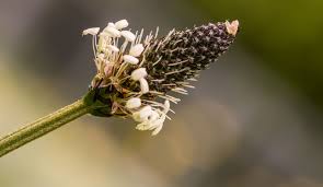 Image result for Plantago