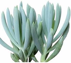 Plant where it can enjoy full sun and have. Detailed Guide To Senecio Serpens Succulent City