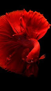 256 viewssome fish, sea, corals, underwater. Fish Iphone 8 7 6s 6 For Parallax Wallpapers Hd Desktop Backgrounds 938x1668 Downloads Images And Pictures