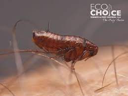 Ecochoice termite & pest control ei tegutse valdkondades exterminators ja kahjuritõrje. Ecochoice Termite Pest Control 30 Lafayette Sq Suite 114 Vernon Rockville Ct Pest Control Mapquest