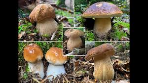 Trotzdem empfing mich eine geniale. Die Ersten Steinpilze 2021 Ab Wann Kann Man Mit Den Ersten Steinpilzen 2021 Rechnen Boletus Youtube