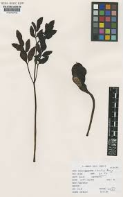 Image result for Gonatopus clavatus