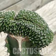 Image result for Euphorbia confinalis