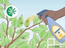 Why do tree pests attack trees? 3 Simple Ways To Deal With Cherry Tree Pests Wikihow
