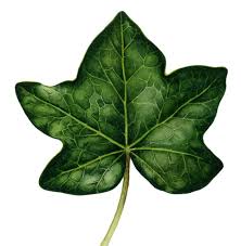 Image result for leaf margin entire