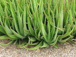 Aloe vera kullanım alanları, faydaları ve bakımı ile bazı türleri çiçek açarken, bazı türleri sadece yeşil yapraklı olarak yetişir, çok köklüdür. Aloe Vera Yetistirirken Dikkat Edilmesi Gerekenler Nelerdir Tibbi Bitkiler Etli Yaprakli Bitki Bahcesi Aloe