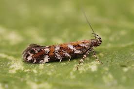 Image result for Ericinella