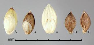 Image result for Setaria pumila